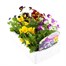 Viola F1 Mixed 6 Pack Boxed Bedding Alternative Image