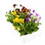 Viola F1 Mixed 6 Pack Boxed Bedding Alternative Image