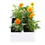 Viola F1 Orange 6 Pack Boxed Bedding Alternative Image