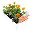 Viola F1 Orange 6 Pack Boxed Bedding Alternative Image