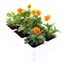 Viola F1 Orange 6 Pack Boxed Bedding Alternative Image
