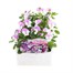 Viola F1 Pink 6 Pack Boxed Bedding Alternative Image