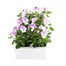 Viola F1 Pink 6 Pack Boxed Bedding Alternative Image