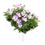 Viola F1 Pink 6 Pack Boxed Bedding Alternative Image