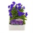 Viola F1 Purple/Blue 6 Pack Boxed Bedding Alternative Image