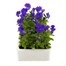 Viola F1 Purple/Blue 6 Pack Boxed Bedding Alternative Image