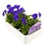 Viola F1 Purple/Blue 6 Pack Boxed Bedding Alternative Image