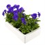 Viola F1 Purple/Blue 6 Pack Boxed Bedding Alternative Image