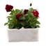 Viola F1 Red 6 Pack Boxed Bedding Alternative Image