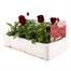 Viola F1 Red 6 Pack Boxed Bedding Alternative Image