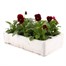 Viola F1 Red 6 Pack Boxed Bedding Alternative Image