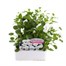 Viola F1 White 6 Pack Boxed Bedding Alternative Image