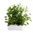 Viola F1 White 6 Pack Boxed Bedding Alternative Image