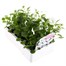 Viola F1 White 6 Pack Boxed Bedding Alternative Image