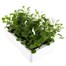 Viola F1 White 6 Pack Boxed Bedding Alternative Image