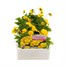 Viola F1 Yellow 6 Pack Boxed Bedding Alternative Image