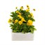 Viola F1 Yellow 6 Pack Boxed Bedding Alternative Image