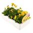 Viola F1 Yellow 6 Pack Boxed Bedding Alternative Image