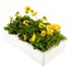 Viola F1 Yellow 6 Pack Boxed Bedding Alternative Image