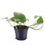 Epipremnum Aureum Houseplant - 12cm PotAlternative Image4