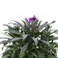 Erysimum Bowles Mauve 2L Pot Bedding Alternative Image