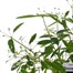 Euphorbia Snow Blizzard 13cm Pot BeddingAlternative Image1