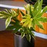 Fatsia Japonica Variegated Spiderweb Houseplant 17cm PotAlternative Image1