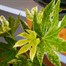Fatsia Japonica Variegated Spiderweb Houseplant 17cm PotAlternative Image2