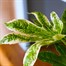 Fatsia Japonica Variegated Spiderweb Houseplant 14cm PotAlternative Image3