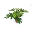 Fatsia Japonica Variegated Spiderweb Houseplant 17cm PotAlternative Image4