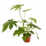 Fatsia Japonica Houseplant - 12cm PotAlternative Image3