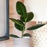 Ficus Elastica Robusta Houseplant - 12cm PotAlternative Image1