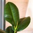 Ficus Elastica Robusta Houseplant - 12cm PotAlternative Image2