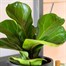 Ficus Lyrata Bambino Houseplant - 12cm PotAlternative Image1