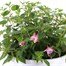 Fuchsia 25cm Hanging Pot Bedding Basket Alternative Image