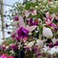 Fuchsia Bella 6.5Ltr Pot BeddingAlternative Image2