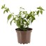 Fuchsia Bush Assorted 2L Pot BeddingAlternative Image1