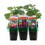 Fuchsia Bush Collection Mini 6 Boxed Bedding Alternative Image