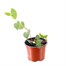 Fuchsia Bush Dollar Princess 10.5cm Pot BeddingAlternative Image1