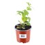 Fuchsia Bush Snowcap 10.5cm Pot BeddingAlternative Image1
