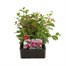 Fuchsia Bush Collection 6 Pack Boxed BeddingAlternative Image1