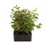 Fuchsia Bush Collection 6 Pack Boxed BeddingAlternative Image2