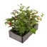 Fuchsia Bush Collection 6 Pack Boxed BeddingAlternative Image3