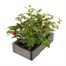 Fuchsia Bush Collection 6 Pack Boxed BeddingAlternative Image3