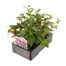 Fuchsia Bush Collection 6 Pack Boxed BeddingAlternative Image4