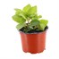 Fuchsia Trailing Annabel 10.5cm Pot BeddingAlternative Image1