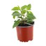 Fuchsia Trailing Blue Mirage 10.5cm Pot BeddingAlternative Image1