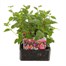 Fuchsia Trailing Collection 6 Pack Boxed BeddingAlternative Image1