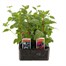 Fuchsia Trailing Collection 6 Pack Boxed BeddingAlternative Image2