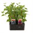 Fuchsia Trailing Collection 6 Pack Boxed BeddingAlternative Image1